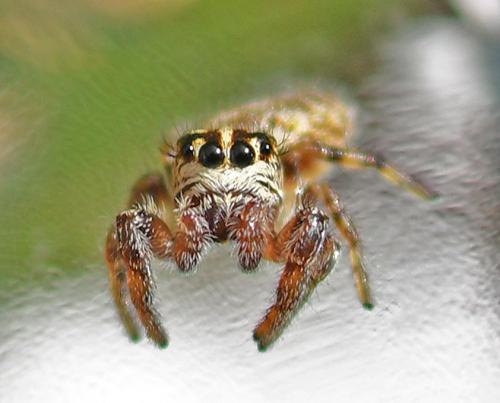 Macaroeris nidicolens